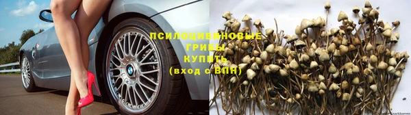 ПСИЛОЦИБИНОВЫЕ ГРИБЫ Магадан